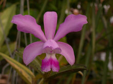 C. violacea