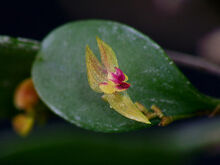 Lepanthes excedens