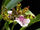 Zygopetalum maculatum
