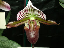 Paphiopedilum lawrenceanum