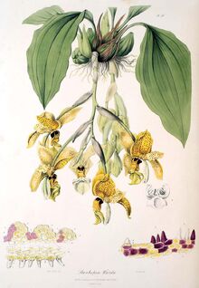 Stanhopea wardii plate