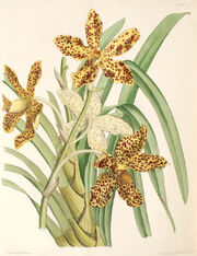 Grammatophyllum speciosum