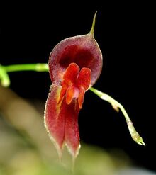 Lepanthes ophioglossa