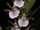 Zygopetalum crinitum