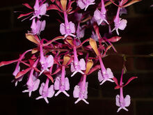 Epidendrum capricornu