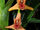 Maxillaria elatior