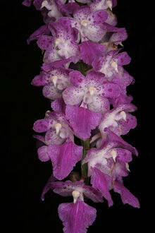 Aerides rosea