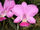 Cattleya × dolosa