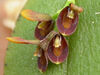 Acianthera micrantha