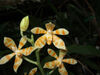 Phal maculata yellow