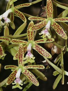 Epidendrum stamfordianum