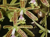 Epidendrum stamfordianum