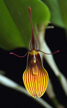 Restrepia brachypus