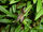 Bulbophyllum intersitum