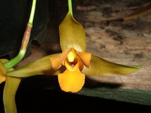 Lycaste aromatica