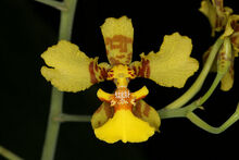 Oncidium excavatum