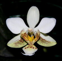 Phalaenopsis stuartiana