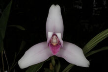 Lycaste skinneri