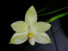 Phalaenopsis floresensis