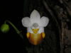 Phalaenopsis lobbii var vietnamense.jpg