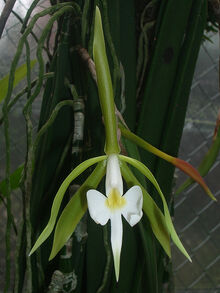 Epidendrum parkinsonianum