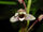 Maxillaria lawrenceana