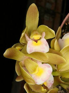 Cymbidium floribundum