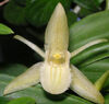 Coelogyne fimbriata alba