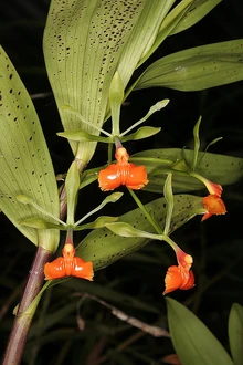 Epidendrum pseudepidendrum