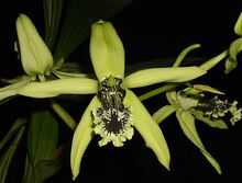 Coelogyne pandurata