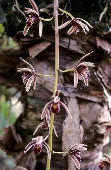 Cymbidium aloifolium