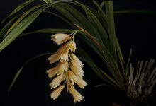 Cymbidium elegans