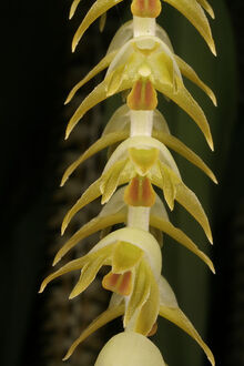 Dendrochilum magnum