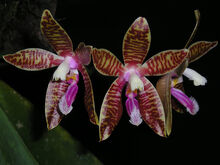 Phalaenopsis corningiana