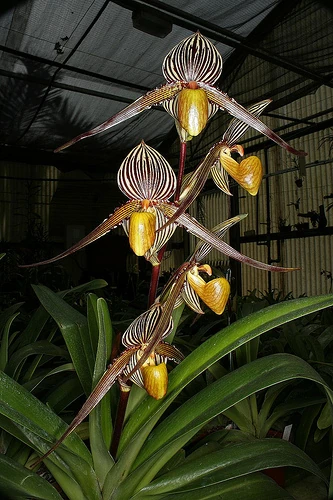 Paphiopedilum Saint Swithin Orchids Wiki Fandom