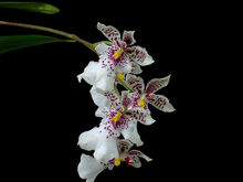 Caucaea phalaenopsis