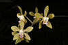 Phal. braceana