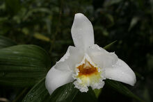 Sobralia violacea