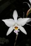 Laelia anceps dawsonii