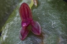 Lepanthes stalactites