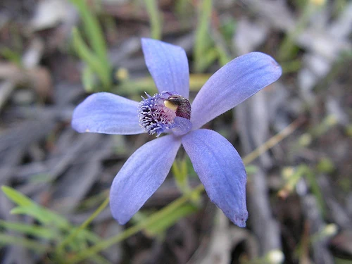 CategoryPheladenia Orchids Wiki Fandom