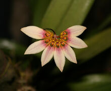 Bulbophyllum flabellum-veneris