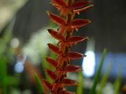 Dendrochilum wenzelii flowers