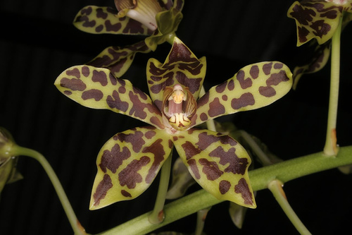 Grammatophyllum scriptum compact Passiflora.ru - Сервис коллективных заказов