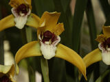 Maxillaria porphyrostele