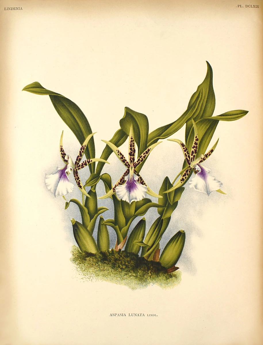 Aspasia Orchids Wiki Fandom