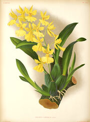 Oncidium concolor plate