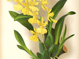 Oncidium