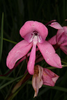 Disa amoena pink