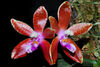 Phalaenopsis corningiana red.jpg